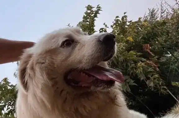 Chien trouvé Estillac, photo: Chien blanc trouvé à Estillac sans collier