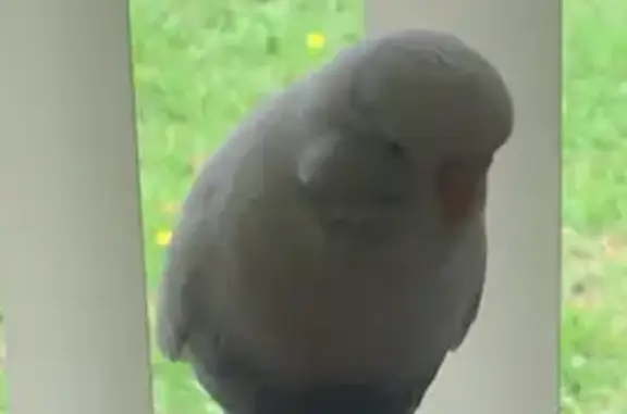 Lost Budgie: White & Purple, Sydney