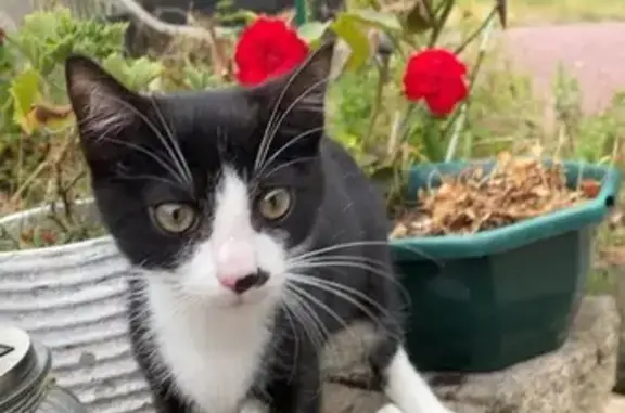 Chat perdu, Heyrieux, photo: Chaton noir/blanc perdu, tache nez, Heyrieux