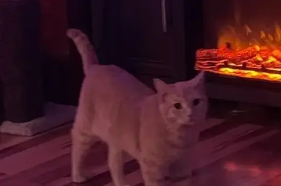 Missing: Light Orange Cat on Mountain Lake