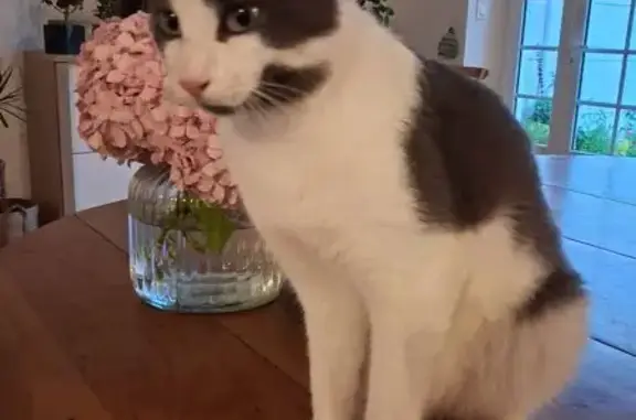 Chat perdu : Milo, 1 an, 4kg, Briscous - photo