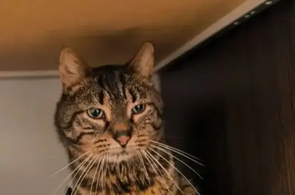 Chat gris tigré perdu, malade et craintif - photo