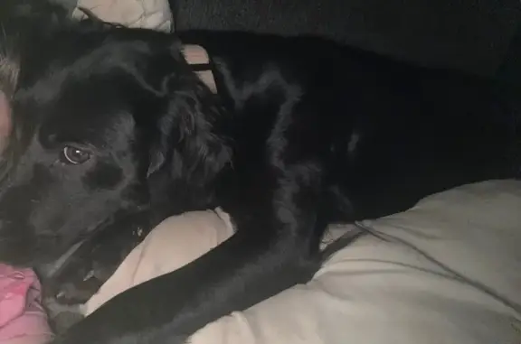 Lost Dog: Theo, Black & White APBT Mix