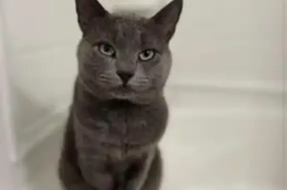 Missing cat , photo: Lost Cat on SW Molloy St, Port St. Lucie