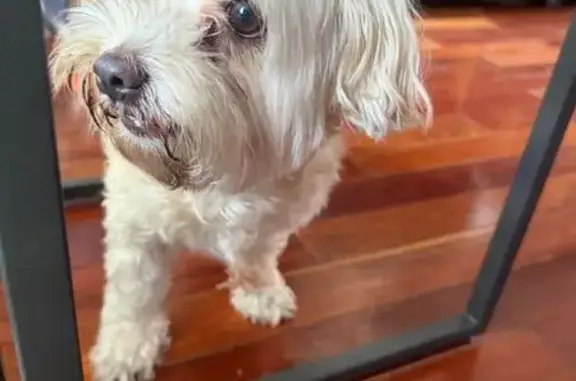 Found dog New York, photo: Friendly Young Dog Found on Bushwick Ave