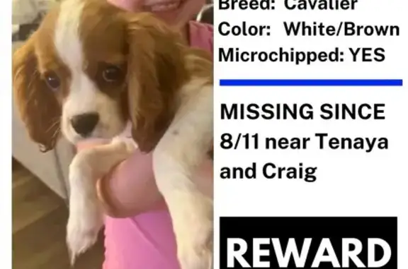 Lost Dog: White/Brown on Helena Ave