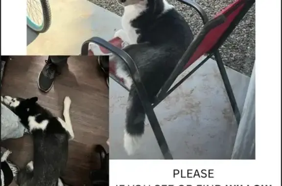 Lost Dog: Friendly Black & White in Phoenix