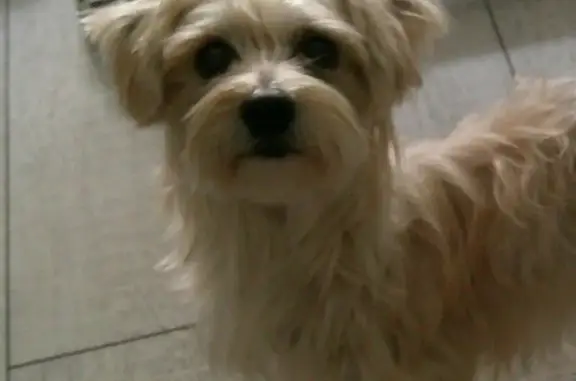 Lost Sweet Brown Dog on N 71st St, MKE