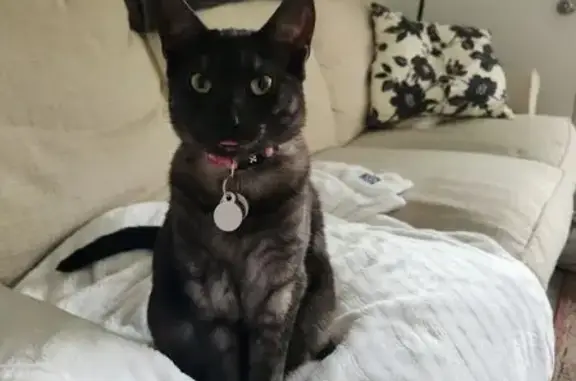 Lost Cat: Friendly Black Smoke Tabby