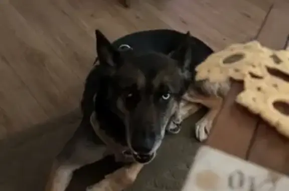 Lost Dog: Unique Eyes & Limp, Springfield