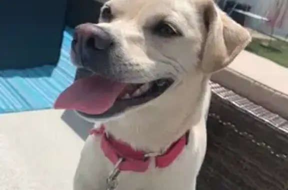 Lost Dog: Vanilla Fur, Purple Collar