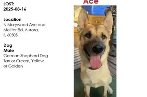 Lost 2-Year-Old Light Golden Dog in Aurora