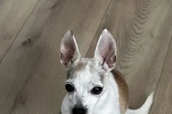 Lost Chihuahua: White with Brown Spots