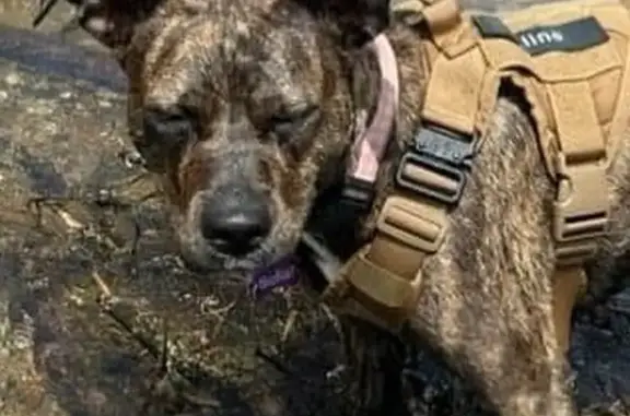 Lost Brindle Pitty Mix on Gillette Rd