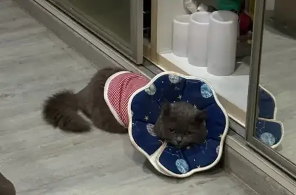 Lost pets Singapore, photo: Lost Cat: Grey-Black Coat, Orange Eyes
