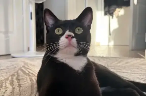 Animaux perdus Bons-en-Chablais, photo: Chat noir et blanc perdu à Bons-en-Chablais