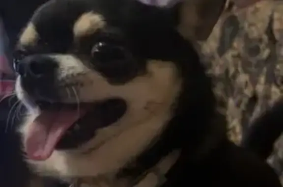 Friendly Tri-Color Dog Lost in Milwaukee