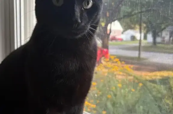 Lost Black Tabby: Reward Offered!