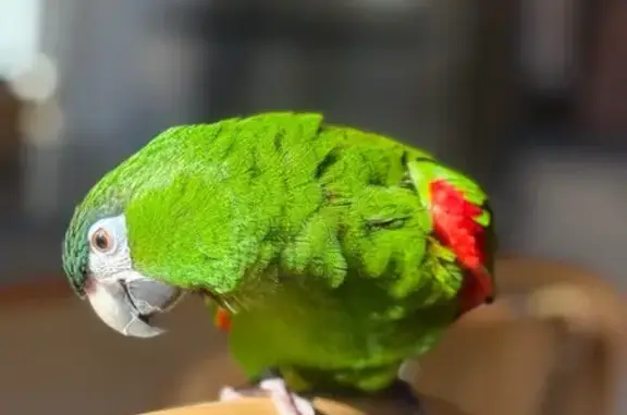 Lost and found pets USA, photo: Lost Bird: Friendly, Loves Singing & Kisses