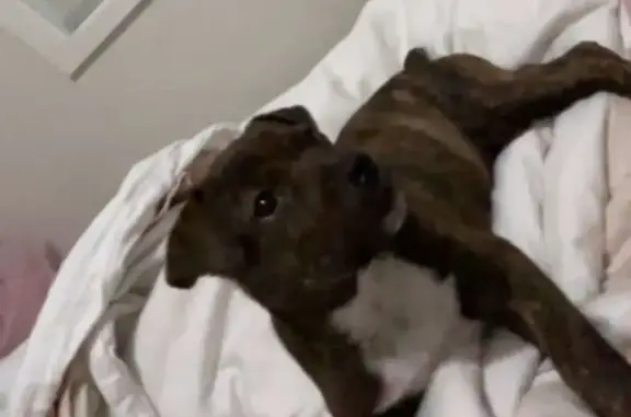 Friendly Brown Dog Lost Near Shops
