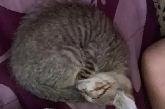 ¡Ayuda! Gata perdida en Torreón: Sasha, 2 meses
