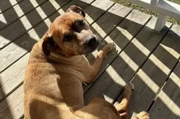 Help Find Colby: Lost Hound/Boxer Mix