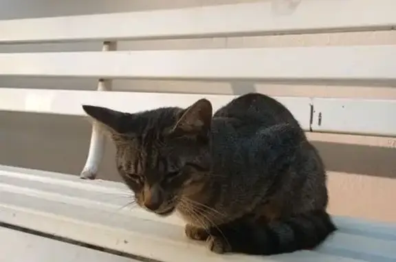 Chat trouvé Gières, photo: Chat trouvé à Gières, très sociable et câlin