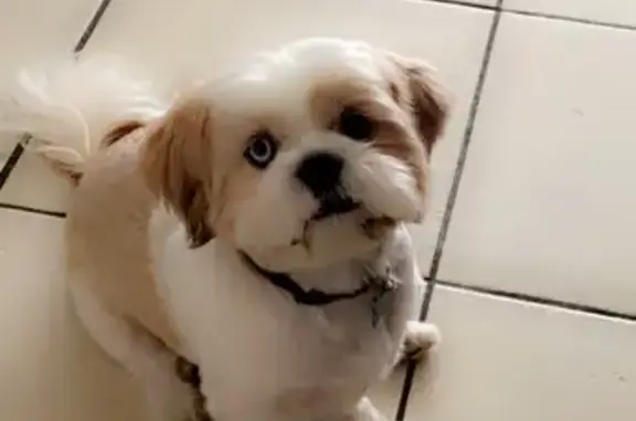 Lost and found pets Lathrop, photo: Lost Shih Tzu: Blue, Unique Eyes, Lathrop