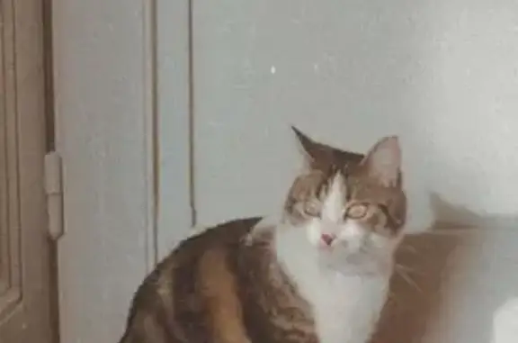 Chat perdu, Nancy, photo: Chatte perdue Avenue de Strasbourg, Nancy