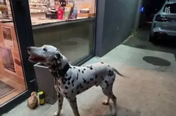 Animaux trouvés Mazamet, photo: Dalmatien trouvé à Mazamet, Avenue de la Richarde