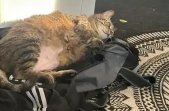 Chat européen perdu, ventre rasé, Brest - photo