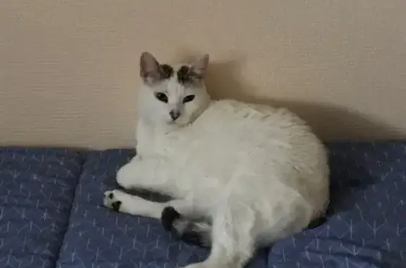 Chatte blanche perdue, tâches tigrées tête - photo