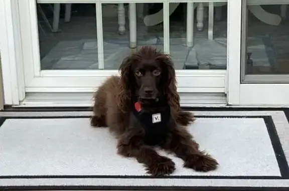 Lost: Dark Brown Cocker Spaniel in Byron