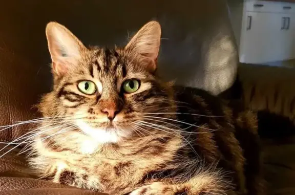 Perdu : Chat angora sociable à Cormontreuil - photo