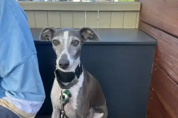 Lost Dog: Small Blue & White on SR46/59