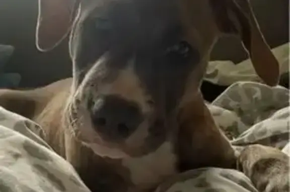 Lost Dog on Freeman St, Blacktown