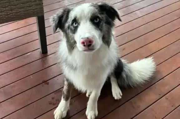Missing dog , photo: Lost Blue Merle Collie in Hampton