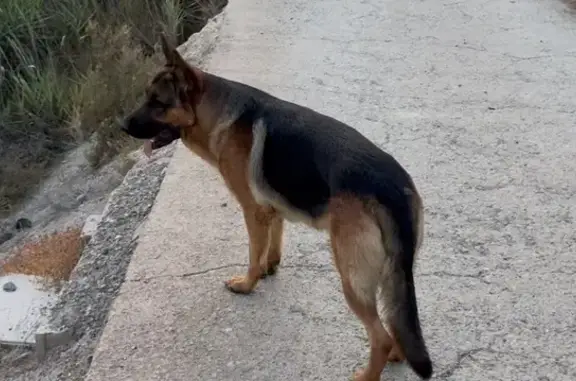 Perro Pastor Alemán Perdido en Terque