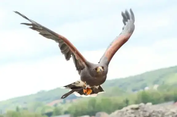Animaux perdus Monflanquin, photo: Buse de Harris égarée à Monflanquin