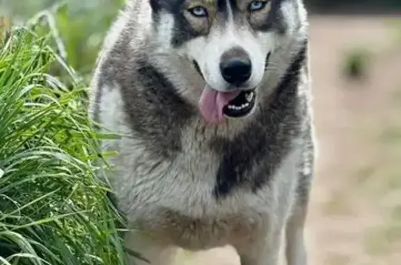 Animaux perdus Saint-Aubin-sur-Mer, photo: Chien perdue, yeux bleus, St-Aubin-sur-Mer