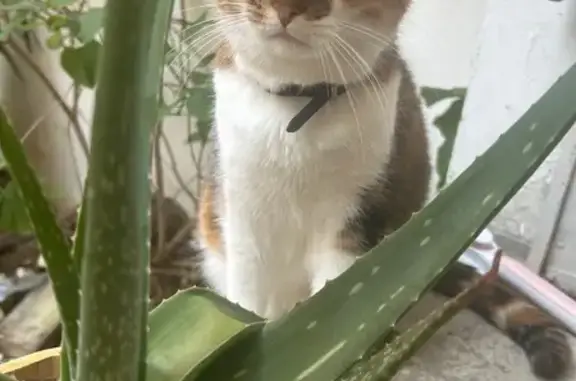 Animaux perdus Vanves, photo: Chatte perdue à Vanves, rue Larmeroux