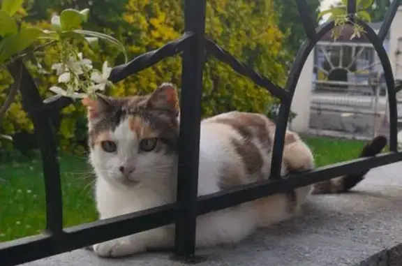 Animaux perdus Lons, photo: Chatte perdue peureuse yeux bleus Lons