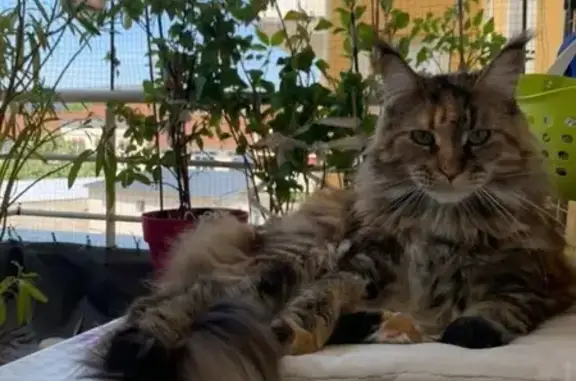 Chat perdu, Vichy, photo: Chatte Maine Coon perdue à Vichy