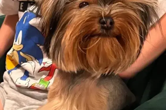 Chienne perdue après bagarre à Questembert - photo