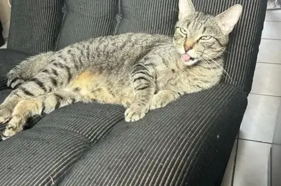 Chat perdu, queue cassée, Yutz - photo