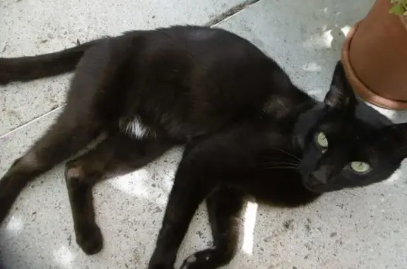 Animaux trouvés Breuil-Magné, photo: Chat noir sociable trouvé à Breuil-Magné