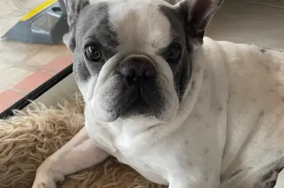 Chien perdu Cagnes-sur-Mer, photo : Bouledogue perdu, blanc tacheté, 8 ans.