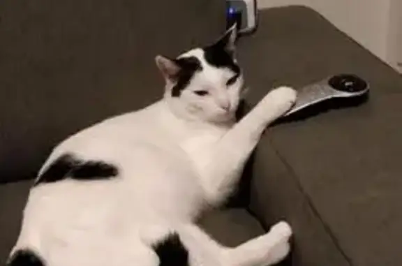 Gato Perdido con Microchip en Jerez