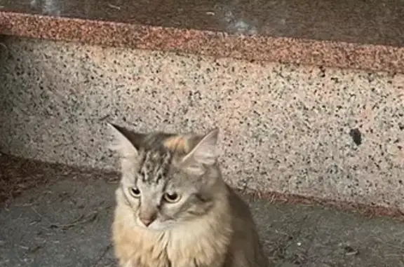 Chatte perdue, tache blanche sur patte - photo