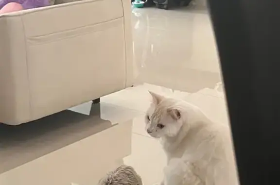 Lost Cat Cammy: Fluffy, Shy & Hungry